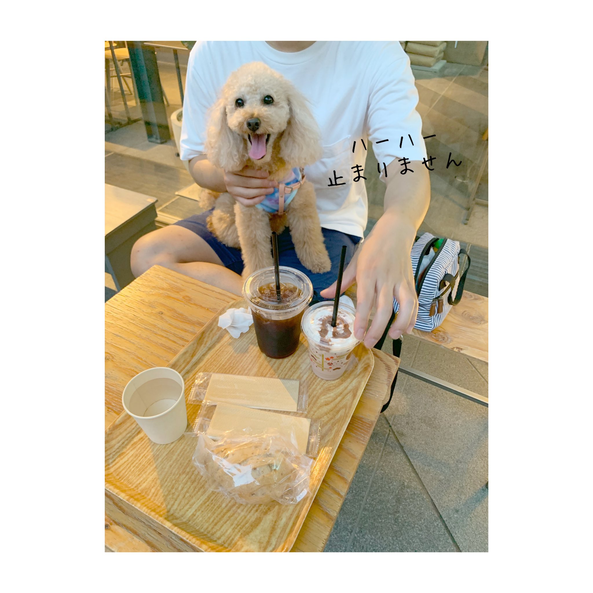 تويتر ミニチュアプードルのわこ わこちゃんねる على تويتر 最近暑いですね わこくんもハーハー止まらない毎日です お水を持ち歩いてお散歩してます カフェで休憩もしました うちの犬 トイプードル デカプー T Co Tvu4ma52b6