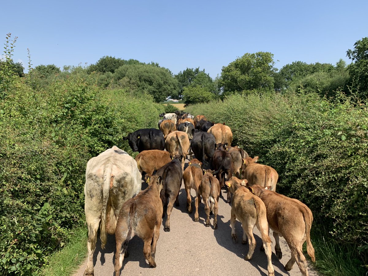 Biannual TB testing is a major inconvenience landing in July. Young calves at foot are risk of getting hurt in the handling system. Moving cattle in this heat can be detrimental to their health. #agriculture #livingthedream #Shropshire