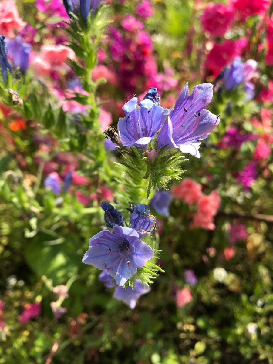 Our beds on the main lawn are planted with an colourful annuals mix. Not only are these plant beautiful they are great for attracting pollinators of all kinds. Book your admission ticket here:ow.ly/v4c550FBiTF #flowers #plants #botanicgarden #horticulture #nature #London