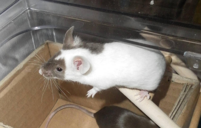 second_aunt's tweet photo. @madameask It's a mouse. Piebald coloration is rare in wild mice so it's likely that someone has lost/abandoned the lil buddy. Local animal rescue might be able to help you out. https://t.co/9L2PEX6NNV