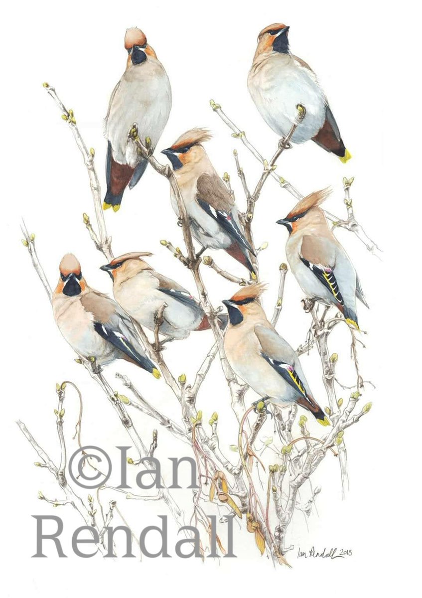 Treetop Waxwings signed, limited edition prints available 54cm x 41cm. #birdart #wildlifeart #watercolour #gicleeprints #limitededitionprints #waxwings