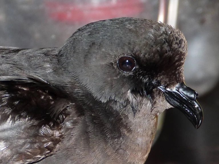 ***STORM PETRELS BREEDING*** great joint effort with @IofMayBirdObs <a href="/UKCEHseabirds/">UKCEHseabirds</a> <a href="/BexOutram/">Bex Outram</a> <a href="/Naturalist_Sam/">Sam Langlois</a> <a href="/EllaLillyy/">Ella Benninghaus</a> And Carrie confirm breeding stormies on Isle of May. The blog has the story: isleofmaynnr.wordpress.com
