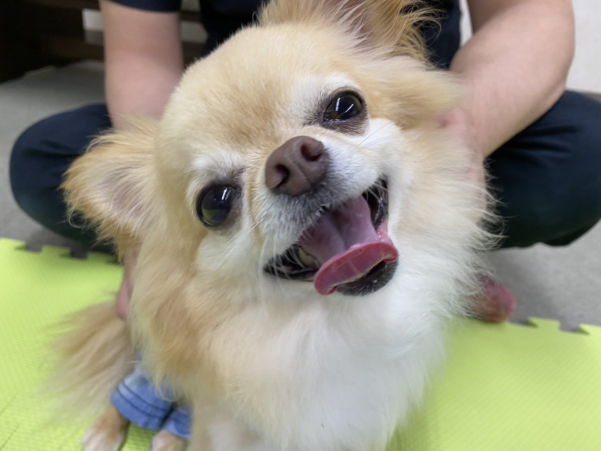 D Dog 178 178dog Twitter