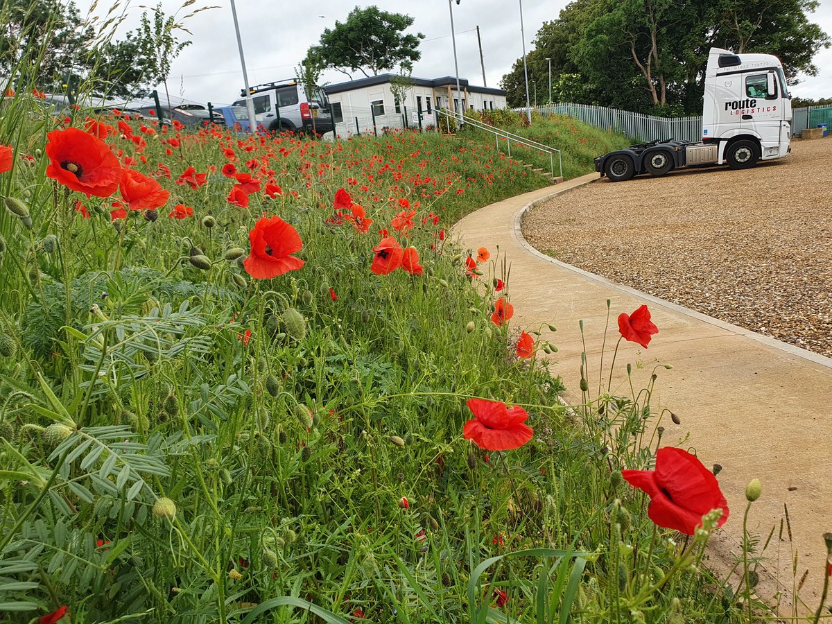 Route_Logistics's tweet photo. Our wild flower bank at our new Rothwell site is looking beautiful, we planted the seed when we developed the site last year and after worrying nothing was going to appear, boom here it is! The staff are enjoying the view and the bees are definitely loving it. https://t.co/vKjNpw1dJQ
