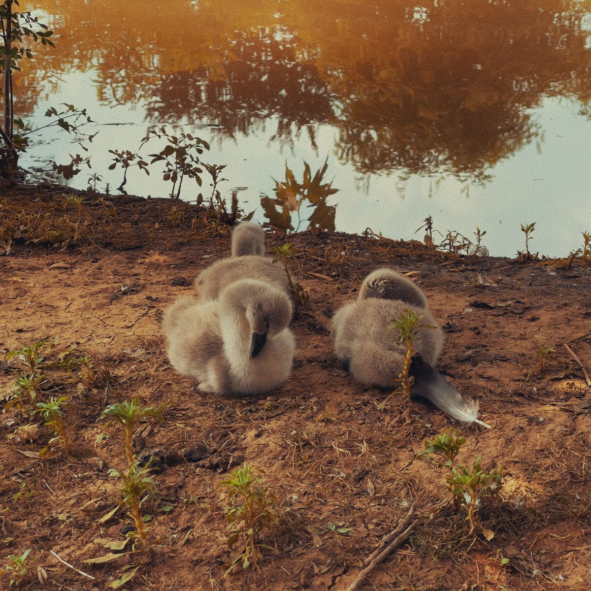 rowen98's tweet photo. A black swan and her babies 🦢

#shotoniphone 

#amber #photooftheday #photography #darkroomapp #darkroom #halideapp #photo #fotografia #photographer https://t.co/0S0TlQJUVT