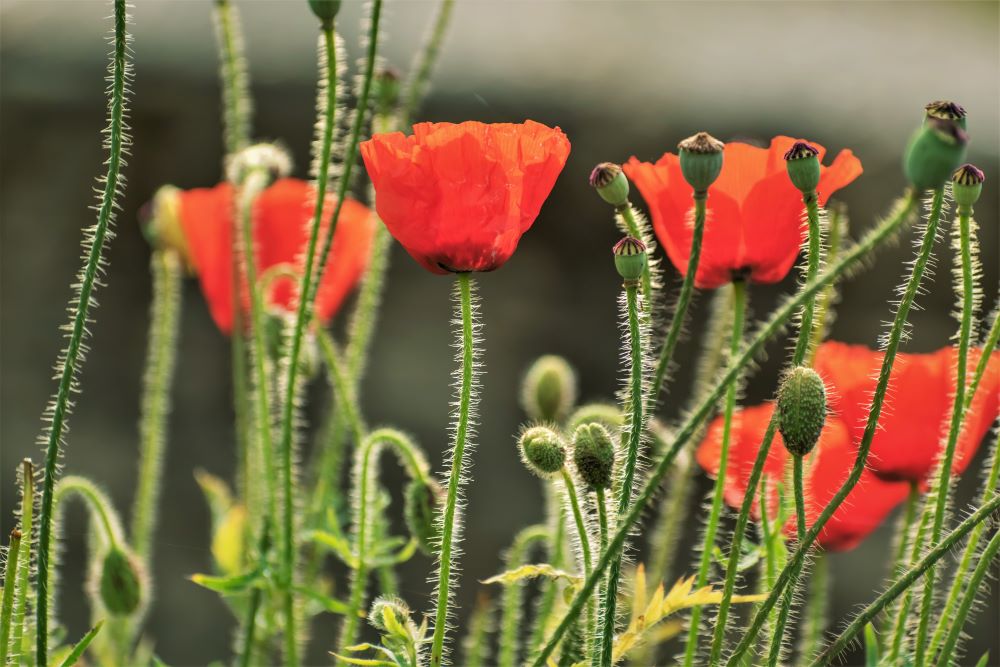 Poppies, Chaukori

#nature #photography #flowers #red