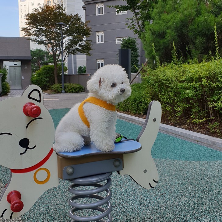 210722 앙꼬 인스타

🐶 돌아온 앙꼬질🧚🏻‍♀️

🔗 instagram.com/p/CRoIDihgWFu