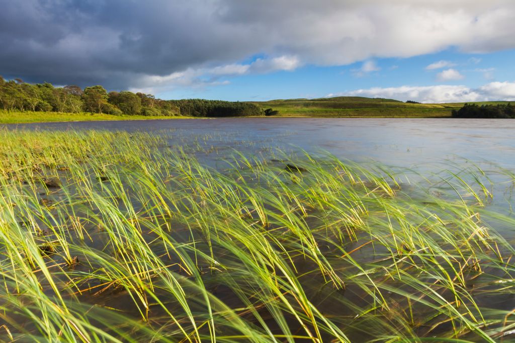 NlandNP's tweet photo. Join us on 30th July for a #WalkToWellbeing at Greenlee Lough wetland boardwalk, in #NorthumberlandNationalPark. Tickets are still available, click here to book and find out more! (£4) https://t.co/F3PHa6Da7q 
@VisitNland https://t.co/EGC2TepsCH