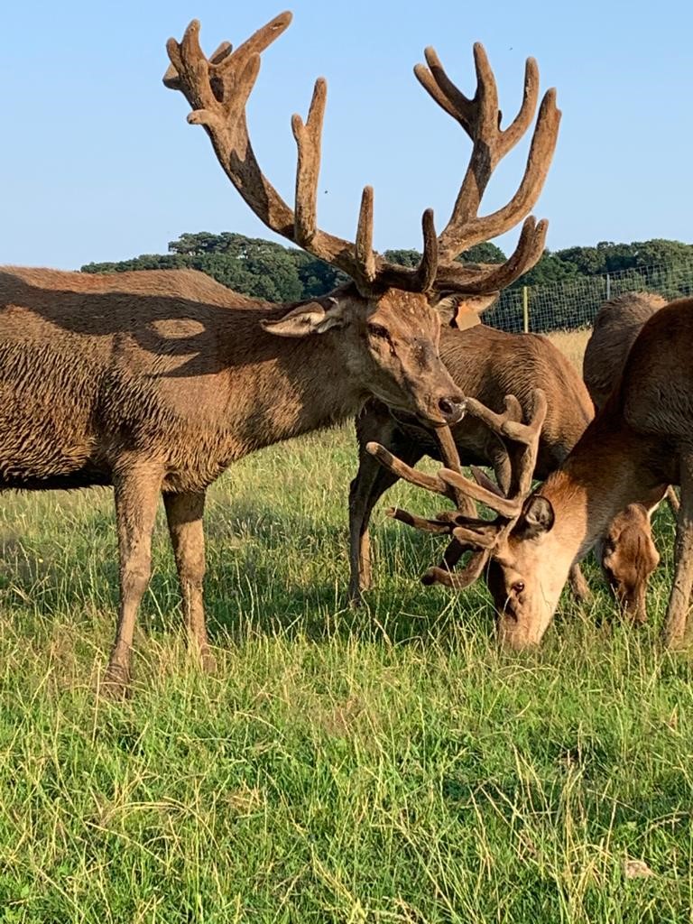 We had a wonderful visit to the <a href="/IOWDeerFarm/">The Isle of Wight Deer Farm</a> with #CLA members yesterday. Thanks to Juan for hosting, &amp; <a href="/BCM_LLP/">BCM LLP</a> for supporting - it was great to see everyone for our first physical event on the Island for 18+months #IOW #isleofwight <a href="/CLAtweets/">Country Land & Business Assn</a> <a href="/MikeValenzia/">MIKE VALENZIA</a> <a href="/jeremy_loxton/">Jeremy Loxton</a>