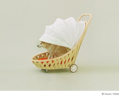 DesignApplause's tweet image. 👏🏿👏🏾👏🏻 @ProTecDi 
Architects of the world who designed for pets?

📷 Toyo Ito &amp;amp; Shiba | Seoul
📷 MVRDV &amp;amp; Beagle | Rotterdam
📷 Shigeru Ban &amp;amp; Papillon | Tokyo
📷 FGMF &amp;amp; Yorkshire Terrier | Saint Paul

▶️#ArchitectureforDogs

 Preferred design?

#WorldDogDay |#DiaMundialDelPerro