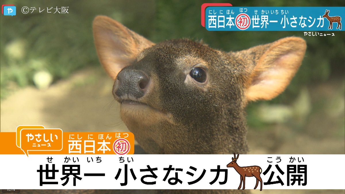 チリ Twitter Search チリ Twitter Search