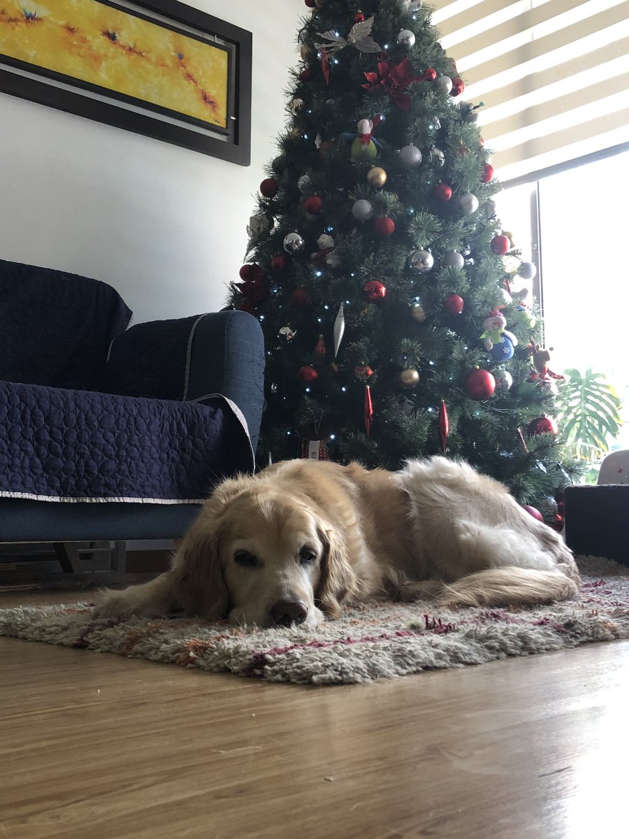 Datos_Latco's tweet photo. @womcolombia Nuestra Senior Golden, Kyra disfrutando su descanso https://t.co/rgWHWVgn3k