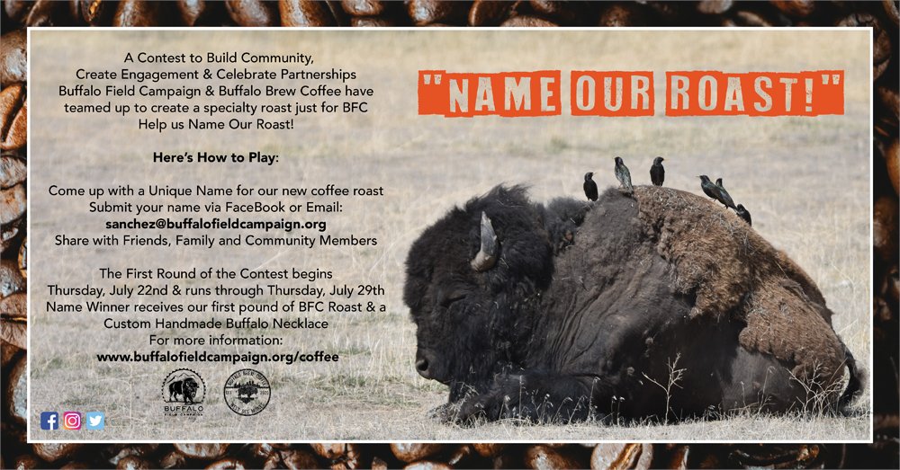 BuffaloField's tweet photo. BFC &amp; Buffalo Brew Coffee "Name Our Roast" Competition!
Buffalo Field Campaign &amp; Buffalo Brew Roasters Coffee have teamed up to create a specialty roast just for BFC! Now is your opportunity to help us Name Our Roast! 
https://t.co/MZQ8kBOLAm https://t.co/DysEuraAI8