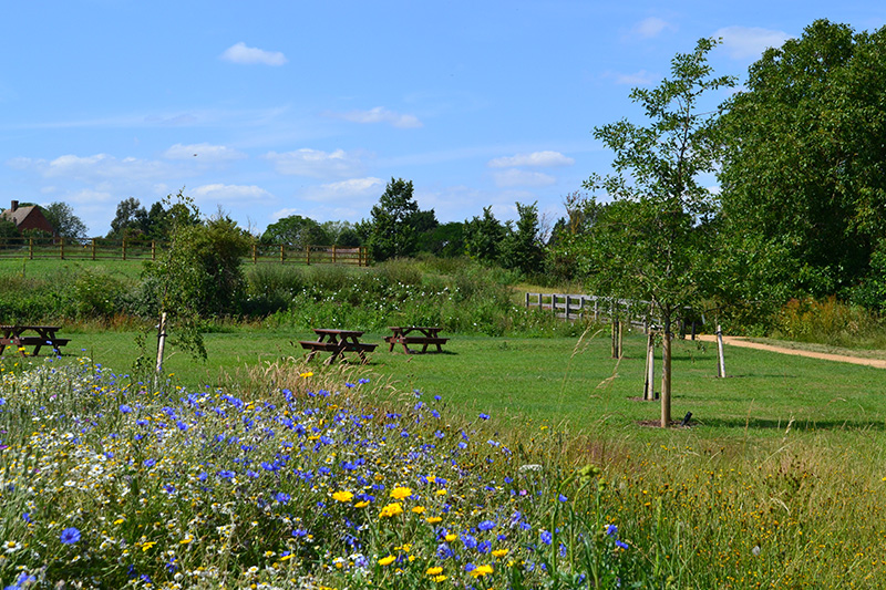CSA Environmental (@csaenv) on Twitter photo Among the announcements of the #Biodiversity Metric 3.0 was the advanced creation/enhancement of #habitats. New functionality allows the ‘time to target condition’ multiplier to be reduced proportionally to reflect advanced #habitatcreation. Read more: csaenvironmental.co.uk/2021/07/07/bio… Among the announcements of the #Biodiversity Metric 3.0 was the advanced creation/enhancement of #habitats. New functionality allows the ‘time to target condition’ multiplier to be reduced proportionally to reflect advanced #habitatcreation. Read more: csaenvironmental.co.uk/2021/07/07/bio…