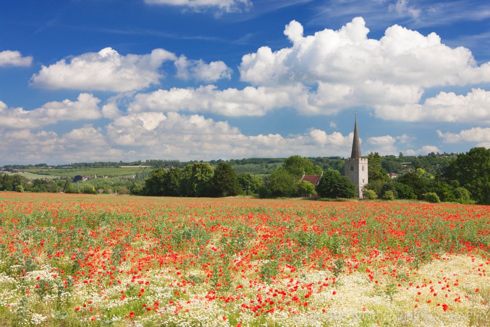 Blooming England. Poppy field, East Barming, Kent, England
#poppies #poppy #church #kent #our_beautiful_england #england #travelphotography #photographer #travelphotographer #canon #visitengland #visitbritain #visitgreatbritain #beautifulengland