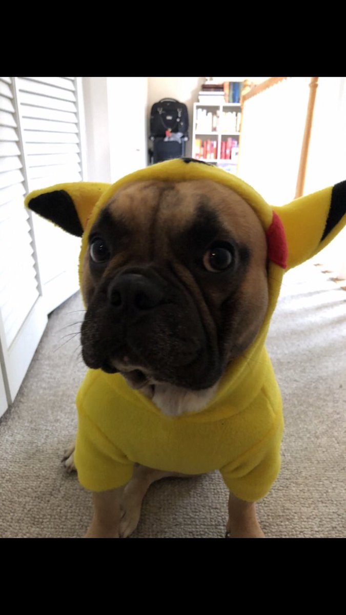 MonologgueSSB's tweet photo. I make it a point to call my dog a good boy about 100 times a day. Good boy, Ham! #Doggo #pikachu #cosplay #dogsplay https://t.co/D8XkzbxpET