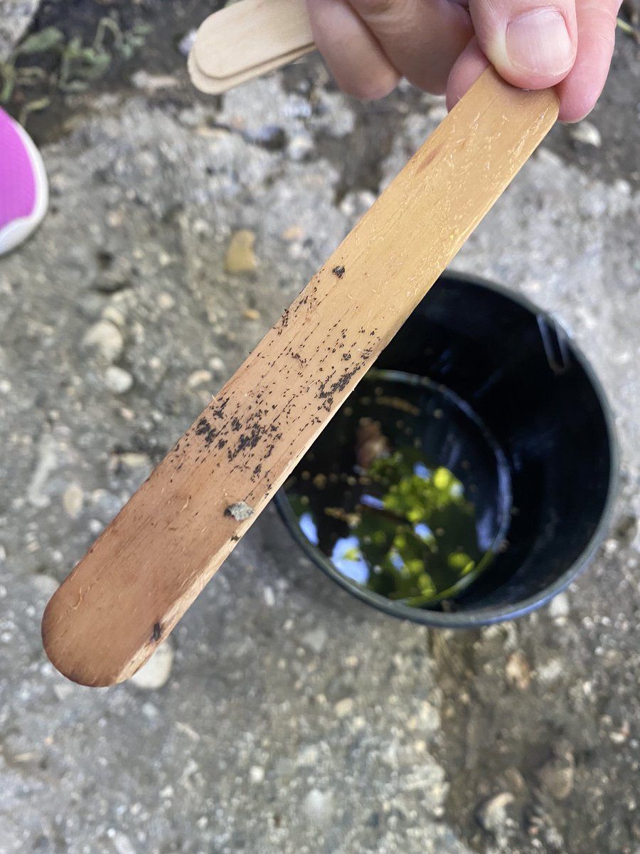 KadriajPerparim's tweet photo. #AIMSurv 2021 is continuing in middle Albania #fieralbania @aedescost @Mosquito_Alert @EDikolli https://t.co/eosmb8cv7M