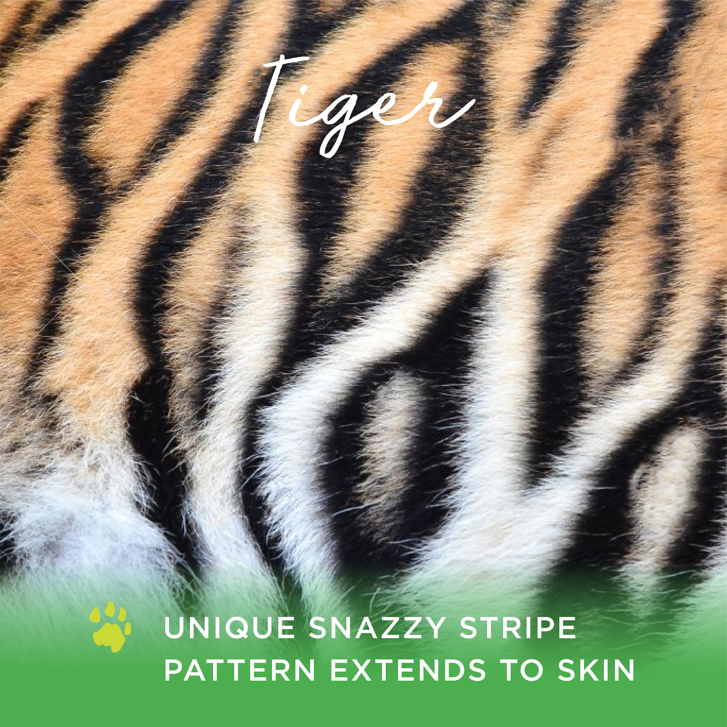 Texture of bengal tiger fur, orange stripes pattern. Animal skin