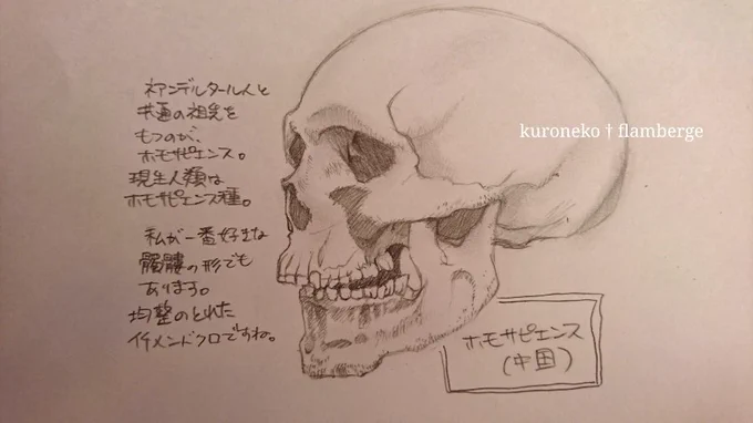 2〜3年前に描いた頭骨ラフスケッチ。データ消しちゃったのですがグーグルさんのフォトアルバムに保存されてましたので再掲。 