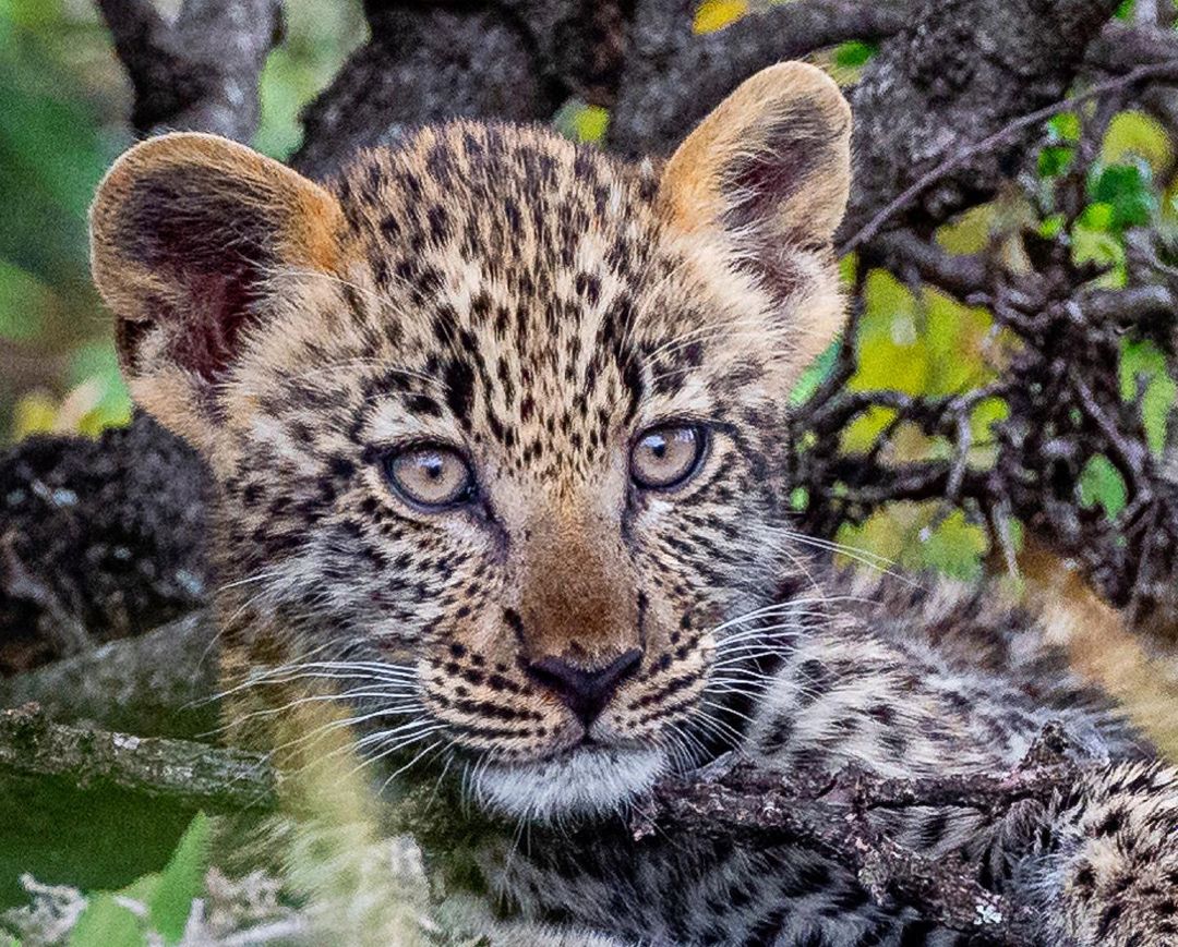 Travel Quiz: what is a baby leopard called? Interesting fact: Like cats kept as companions, leopards will growl when angry and purr when content. #travelquiz #CatsOfTwitter #cute #traveltrivia #Africa