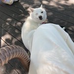 振り返りざまにウィンク、高度なテクニックを使ってくるわんちゃん!