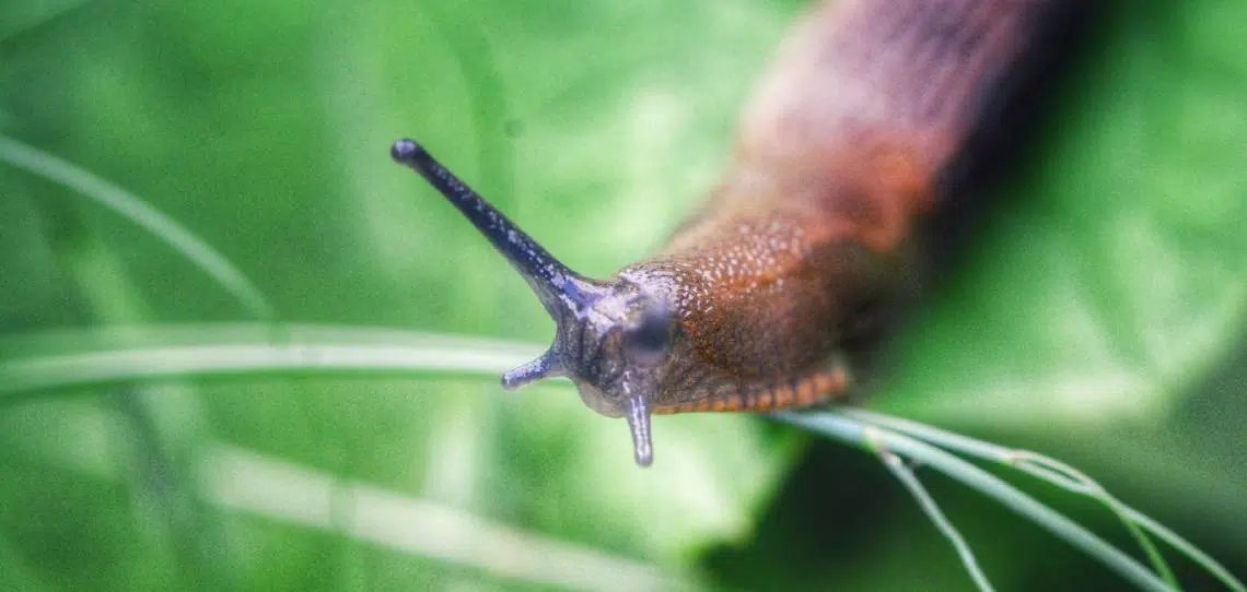 [#JeudiTechnique]
De➕en➕associés à une légumineuse, les #colzas offrent➕de nourriture aux limaces
🌱#Couvertsvégétaux : facteurs de risques supplémentaires pour les #limaces ?
💬Réponse avec Marion Puysservert, notre responsable technique anti-limaces: bit.ly/3kJzAnl