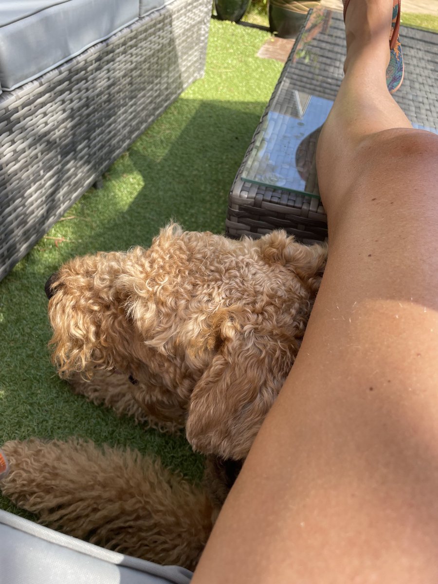 pinky_lottie's tweet photo. Hiding from da sun under umbrella and under da motherships leg #doublelayers 🐾 https://t.co/l0OURZcoUY