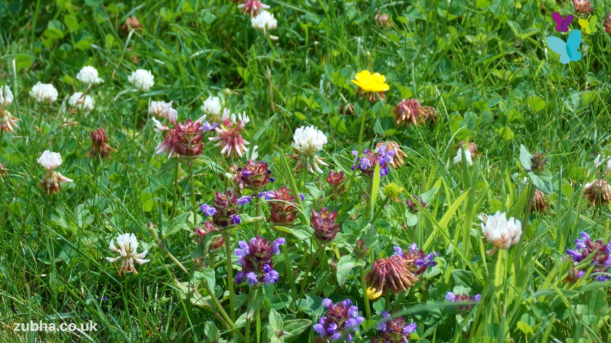 Our lawn at the moment & mowing less often has allowed the #wildflowers to thrive. It's great for so many insects and a joy to watch 🐝🌸

Even in this small area we have white clover, self-heal and buttercup in flower

#nomow #wildflowergarden #gardeningforwildlife #beesneeds