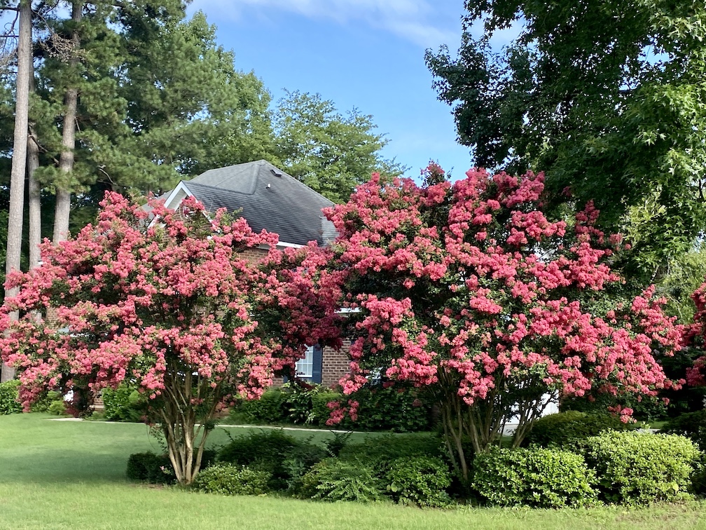 During my morning walk, I took this picture. Summertime in the south means, bugs, humidity and heat. At the same time, lots of beautiful trees. #HildieWrites #TheSouth
