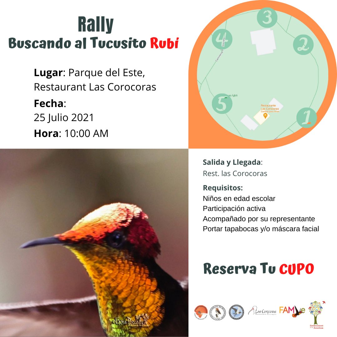 FundacionPhelps's tweet photo. Tenemos un encuentro pedagógico y divertido para celebrar el Día del Niño con el Rally del Tucusito Rubí este próximo #25Julio en el Parque del Este. Allí podrás conocer el proyecto científico que busca a este pequeño migratorio local en 🇻🇪y participar. Reserva tu cupo por el DM. https://t.co/kLV5jyBQ93