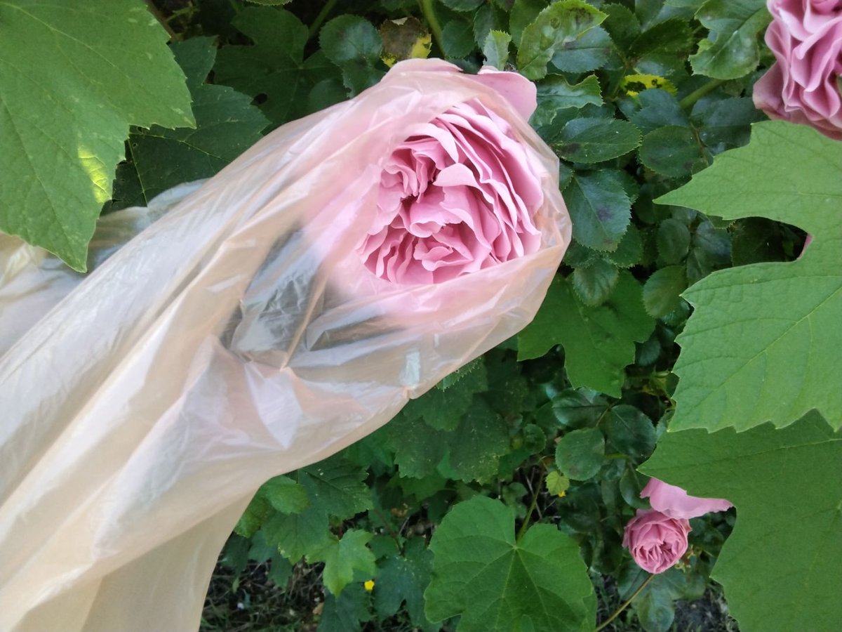 Well this photo taken by my 10yo for Climate Action Week won her 3rd place and a voucher for our favourite place in the village <a href="/vgreengrocers/">villagegreengrocers</a> ! 😋😋❣️ Inspired by <a href="/ecoteacher01/">Eco Teacher</a> to always help raise awareness for saving our planet. #plasticpollution