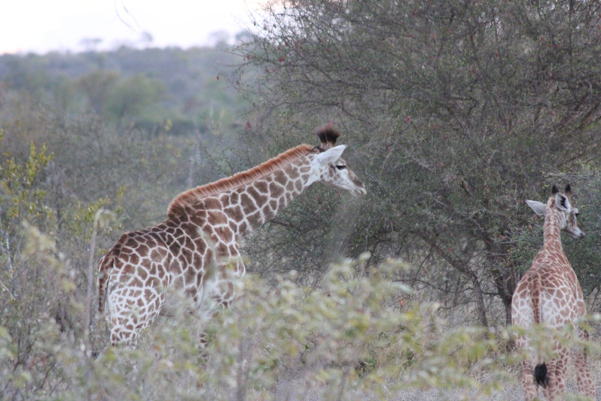 [#Clientphotos] Greg travelled in June to South Africa &amp; Vic Falls, and just sent us some feedback with photos: 

"I had wanted to go on a safari for more than 20 years and it finally happened. You were patient with me and answered all my questions ... the trip of a lifetime"