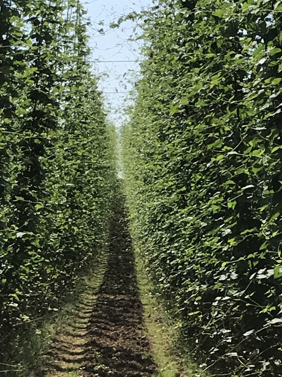 Harlequin- first pic 16th June, second pic 22nd July- same spot, can’t believe how much growth they have put on. #hops #herefordshire #harlequinhops ⁦<a href="/CharlesFaram/">Charles Faram</a>⁩