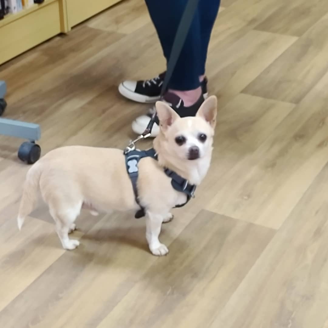 🐾 Dog of the Day 🐾

We have a famous doggo today, Cooper @thenotsopudgychihuahua! 
He's been working hard to lose his pudge and we're so happy for him. Thank you for coming in and meeting your fans, please come again :) 
#Macclesfield #Cheshire #Chihuahua #animalcharity