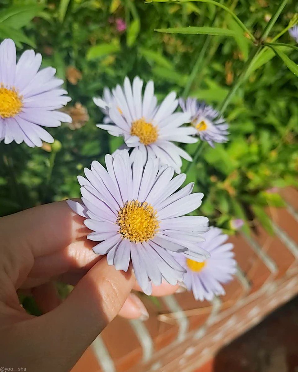 arinchxoi's tweet photo. the weather is so nice~~⛅
let's try to look around!!
guess what i found here? 
there's a mini garden with pretty flowers!! 🌼🌻 https://t.co/qFD8MTKuQJ