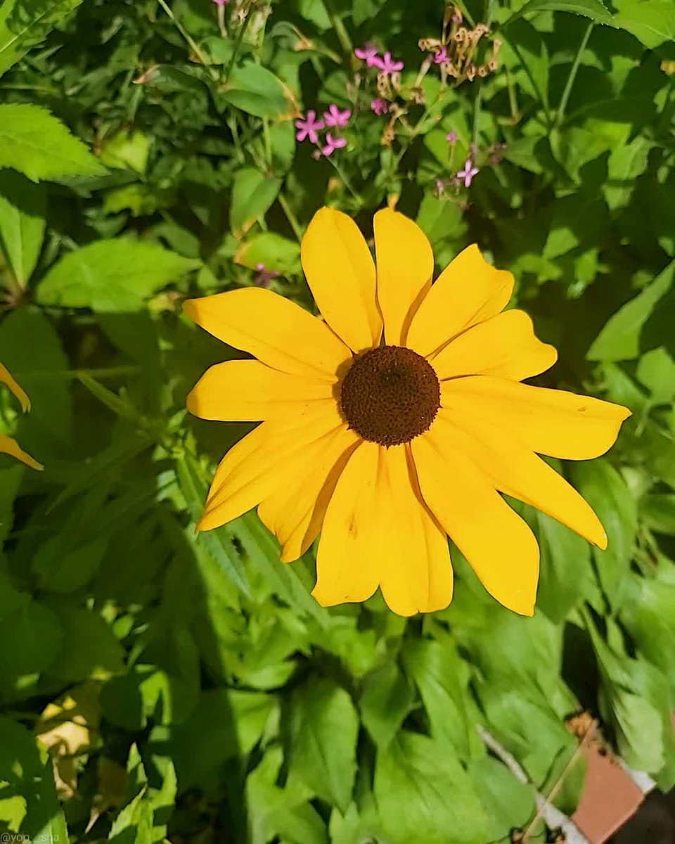 arinchxoi's tweet photo. the weather is so nice~~⛅
let's try to look around!!
guess what i found here? 
there's a mini garden with pretty flowers!! 🌼🌻 https://t.co/qFD8MTKuQJ