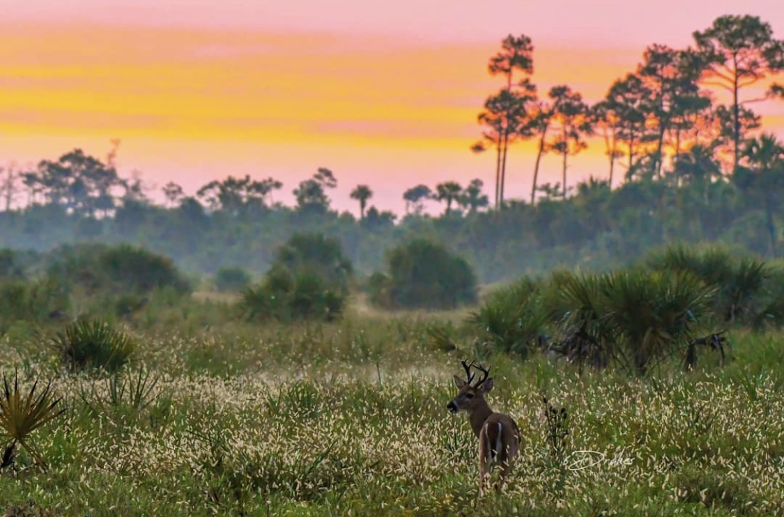 The magic of getting lost in #wildFlorida ✨🦌 #summersunrise 
📸: Eric Orlando