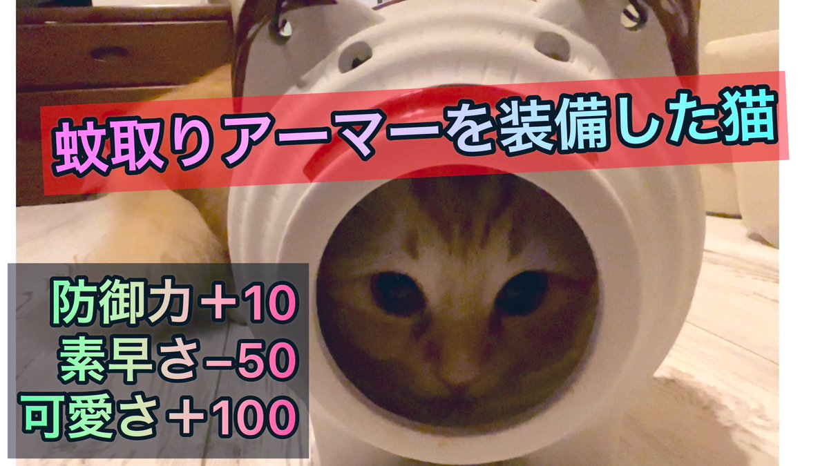 日本の夏らしい 蚊取り豚 を置いてみたら猫さんにキャットハウス認定されたご様子 防御力上がった Togetter