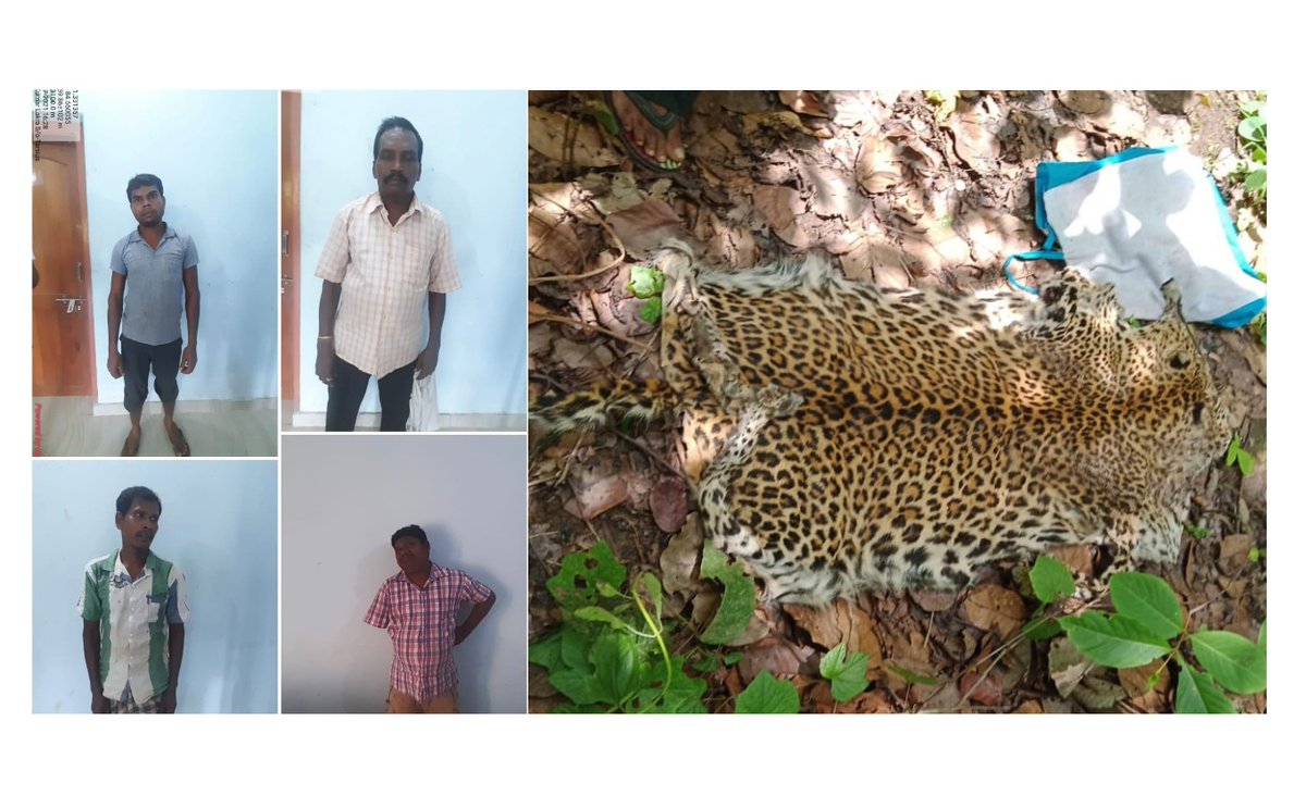 Confirmation just now of yet another #leopard skin seizure (4 arrested) in Odisha, #wildlife trading hubs in that State, the NW states and central/west Nepal are as active as ever. So many seizures so far this year, what is frightening is the trafficking we don't know about.