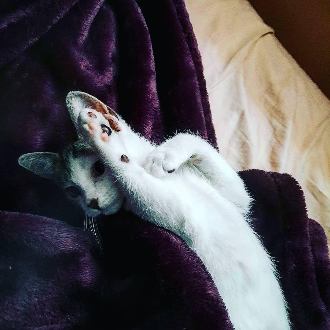 AmicusParvus's tweet photo. This the best I got. #MyStar #CatUncle https://t.co/tRYb4YcPFr
