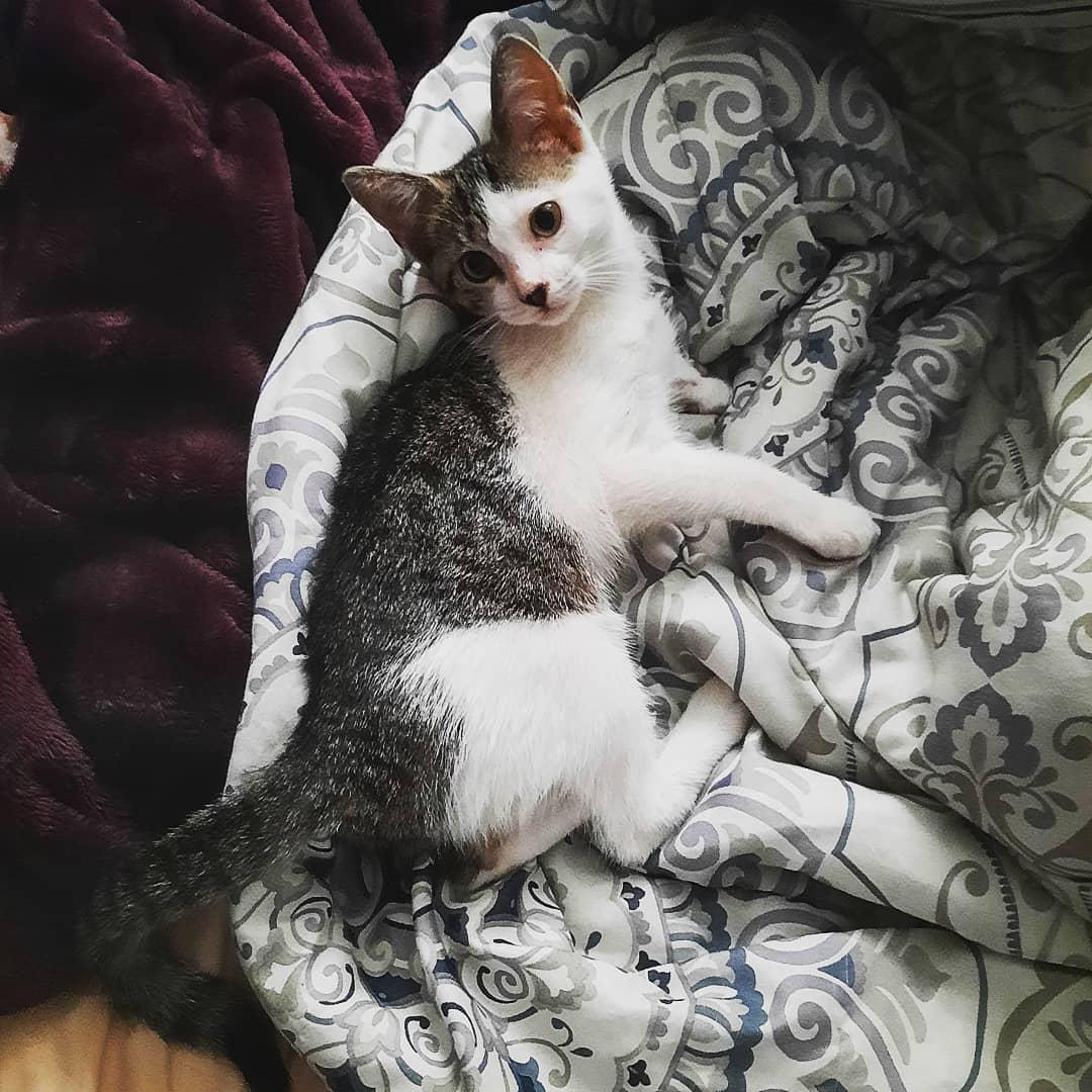 AmicusParvus's tweet photo. This the best I got. #MyStar #CatUncle https://t.co/tRYb4YcPFr