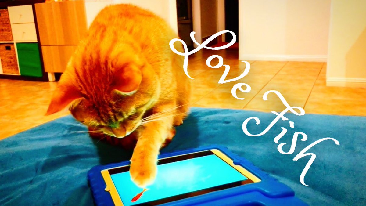 Showed Bobbie the fish video - looks like he enjoys a lot😻
youtu.be/F1G5OcAewgw

#CatsOfTwitter #cat #cats #fishvideo #猫 #猫好きさんと繋がりたい #魚の動画