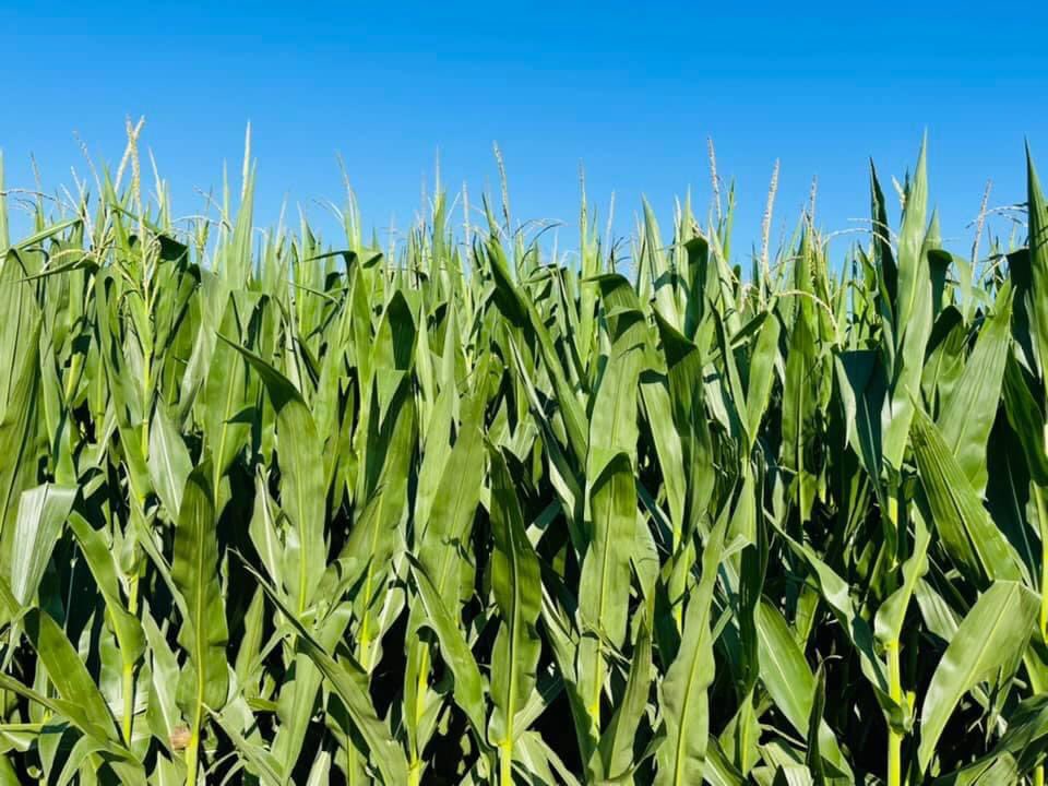 egebio's tweet photo. We have many products that are NPE &amp; APE free, and Length Ext is a great option to run over the top of corn to help extend the residual life of insecticides and fungicides.  
#americanmade #farmerproud #egeproducts #qualitysprayadjuvants #spray21 https://t.co/tetipsxF47