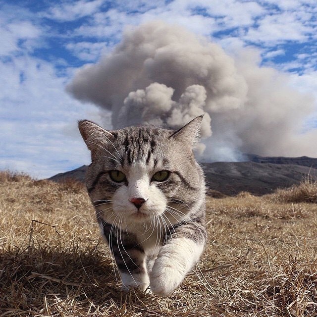 novelgrass's tweet photo. Mission complete! 

#CatsOfTwitter #CatsRule #cats #thursdayvibes https://t.co/qlQtigI5Y5