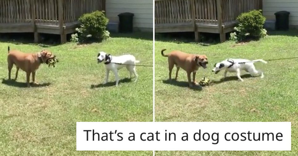 The Poke tweet media