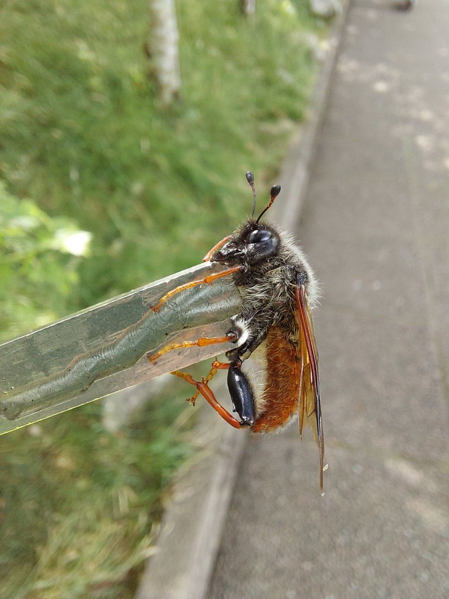 MaireadCrawf's tweet photo. Hi @StevenFalk1 I'm wondering if you could help me out with this Sawfly I found today in Glenveagh NP, Donegal. Wondering is it a Trichiosoma species? https://t.co/8QwjYepUC5