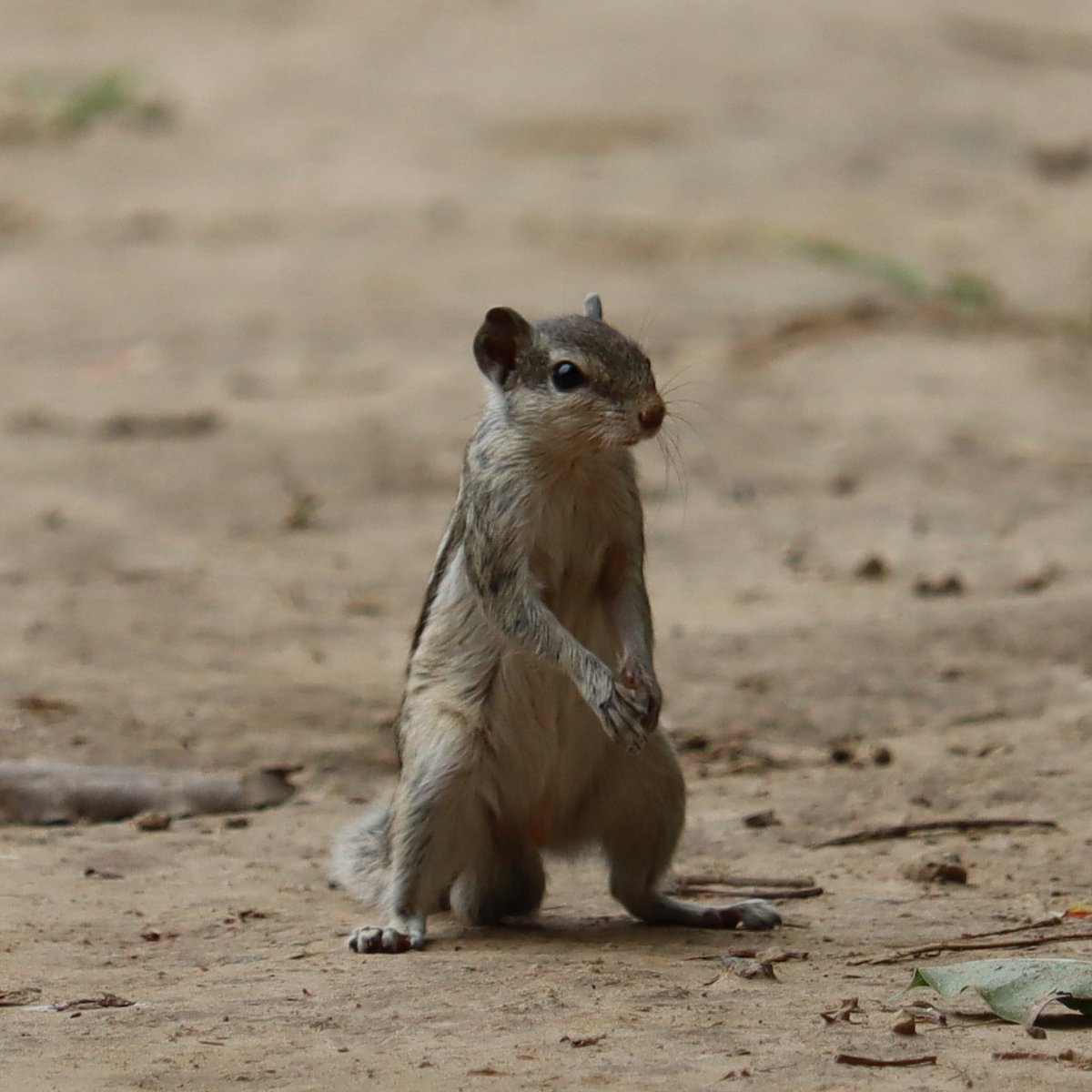 GirishK62851622's tweet photo. Attract with nature animal,what a beautiful animal nature given us thanks for https://t.co/9q64zx5v3T please everyone tell me what name this animal.#NaturePhotography #NaturePhotography #wildlife #natural #dontkillanimals #like #follow #foru https://t.co/ad3Ae8fogm