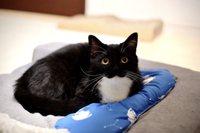 【朗報】猫の うに さん、完全にお口がω【ミヌエット】のサムネイル画像