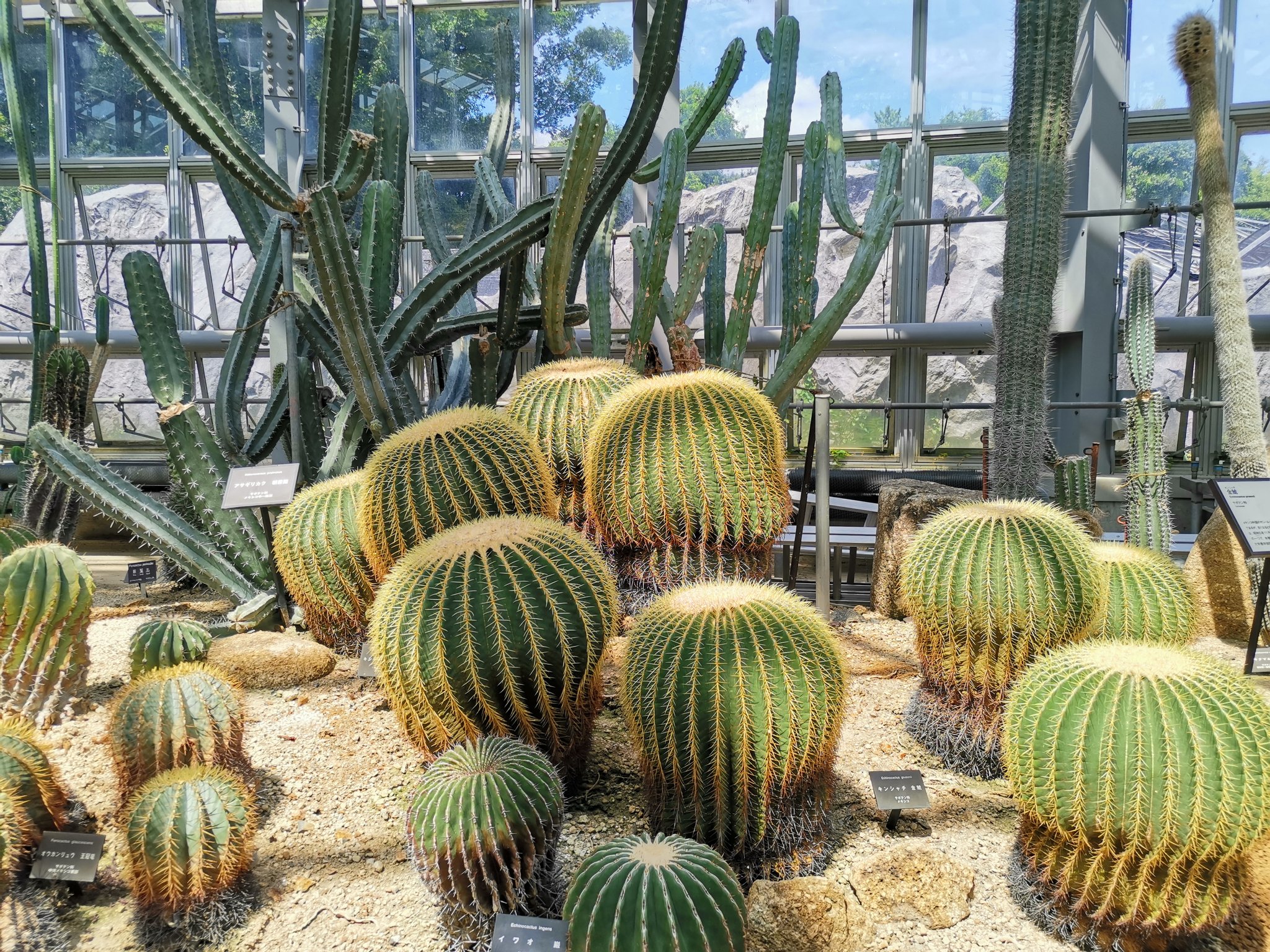 みつくん 投資猫 今日は京都府立植物園へ 世界最大の花ショクダイオオコンニャクを見に行ったけど開花終わってた それでも 観覧 温室は見ごたえある植物ばかりでよかった 京都 京都府立植物園 植物園 ショクダイオオコンニャク 世界最大の花