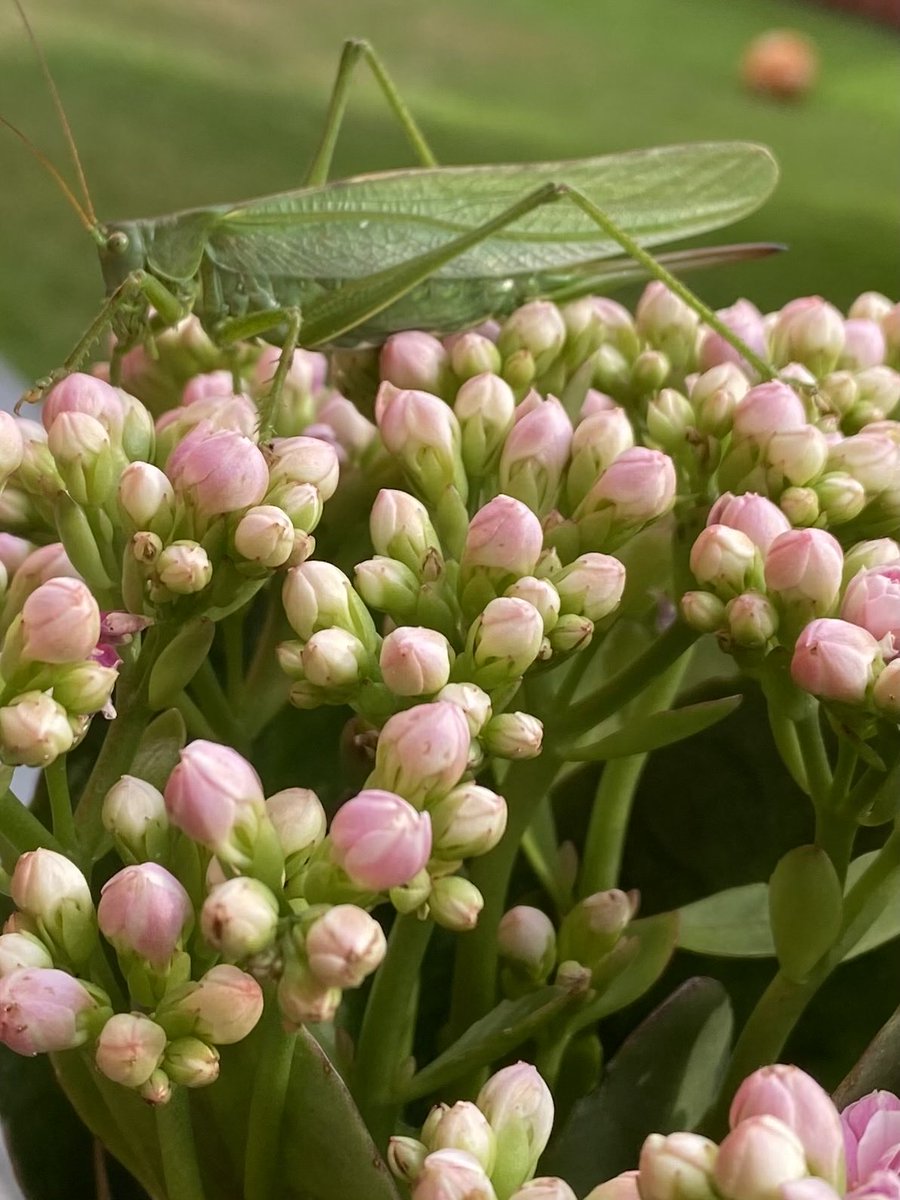 Jag såg den inte först, insekter är nog inte min grej.